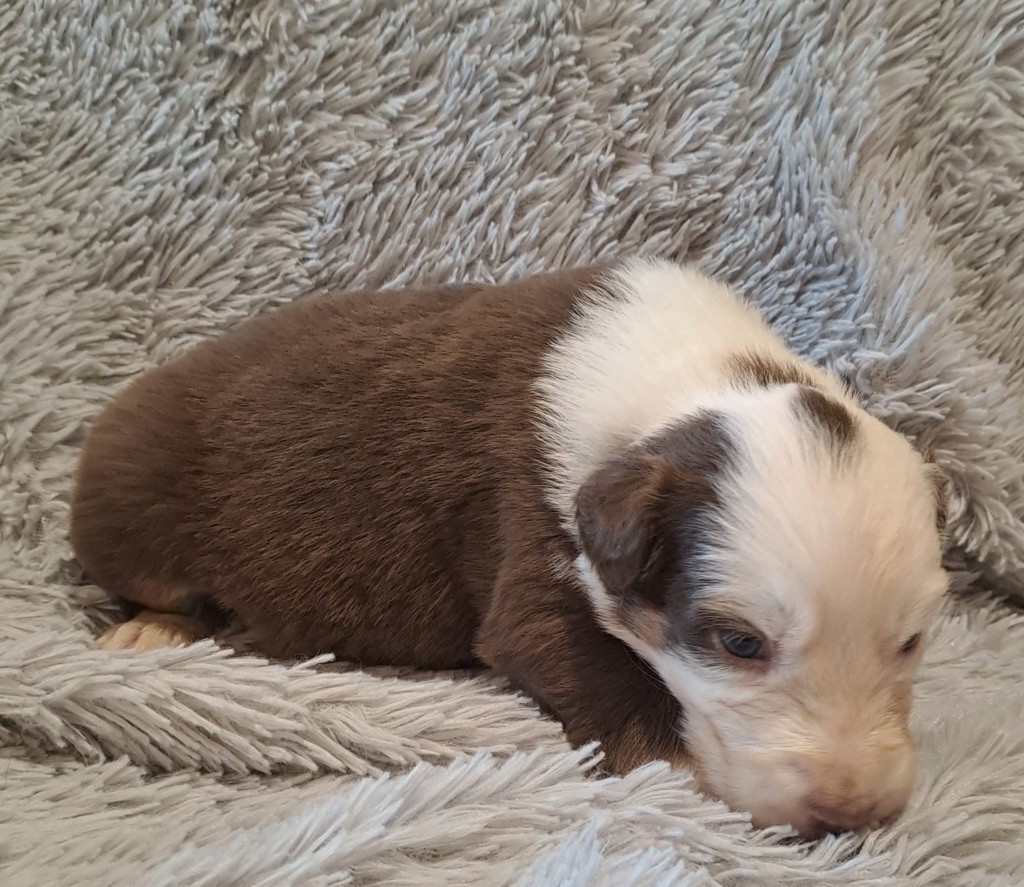 De La Pierre Du B'Ressieux - Chiots disponibles - Berger Australien