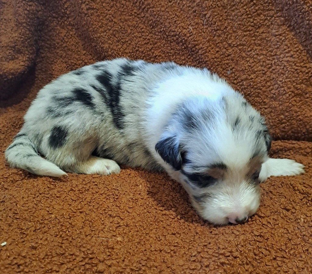 De La Pierre Du B'Ressieux - Chiots disponibles - Berger Australien