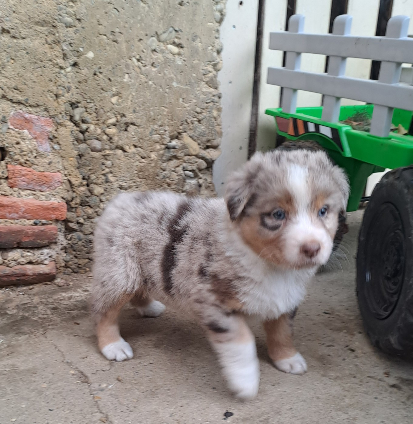 De La Pierre Du B'Ressieux - Chiots disponibles - Berger Australien