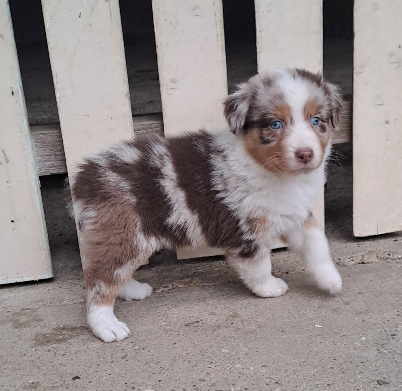 De La Pierre Du B'Ressieux - Chiots disponibles - Berger Australien