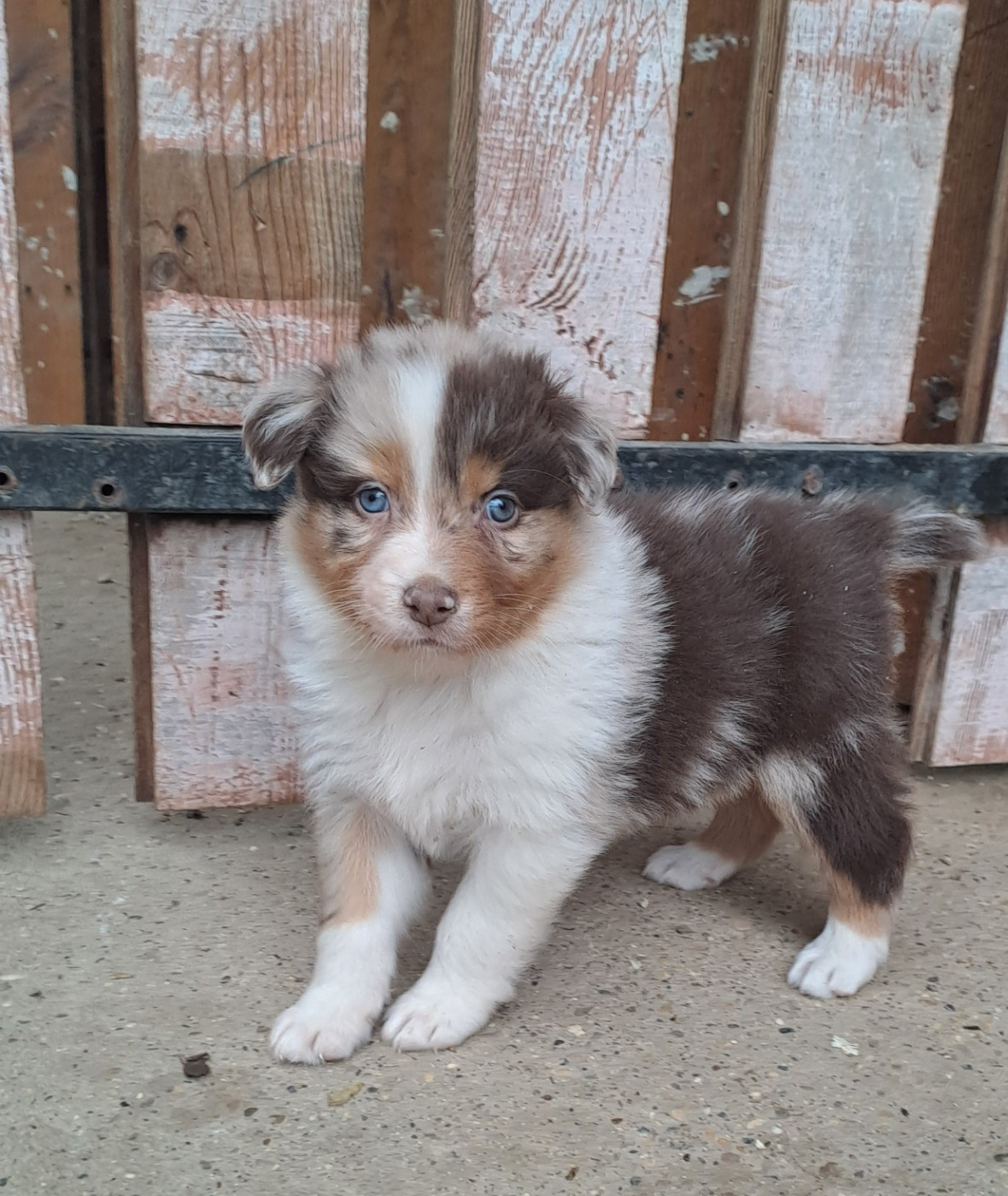 De La Pierre Du B'Ressieux - Chiots disponibles - Berger Australien