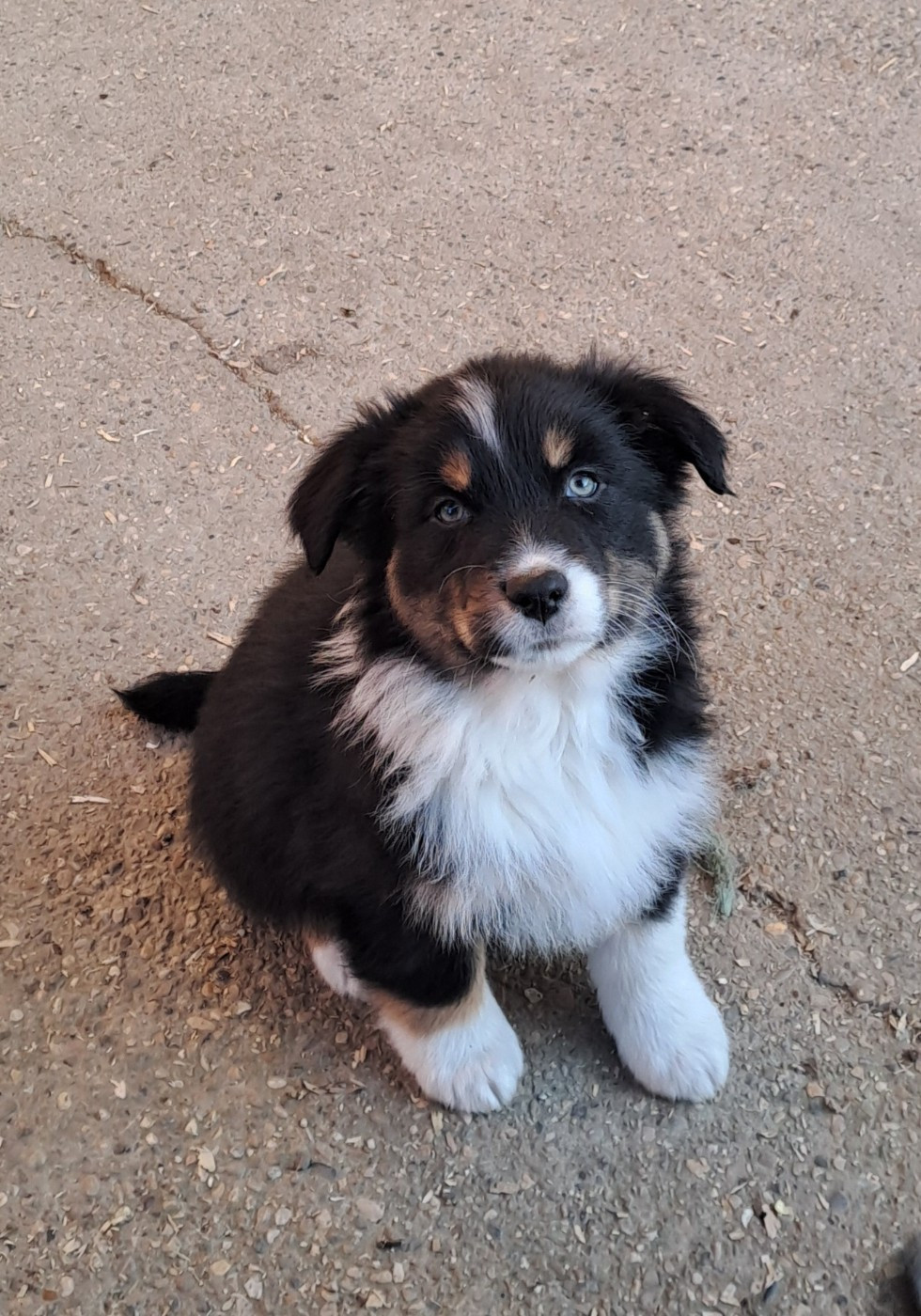 De La Pierre Du B'Ressieux - Chiots disponibles - Berger Australien