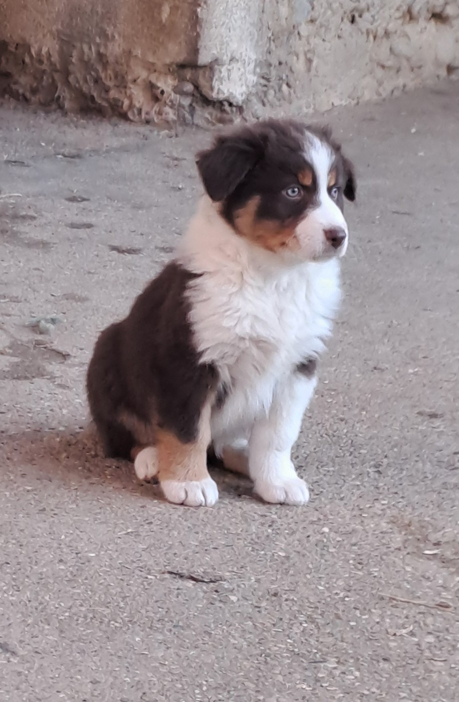 De La Pierre Du B'Ressieux - Chiots disponibles - Berger Australien