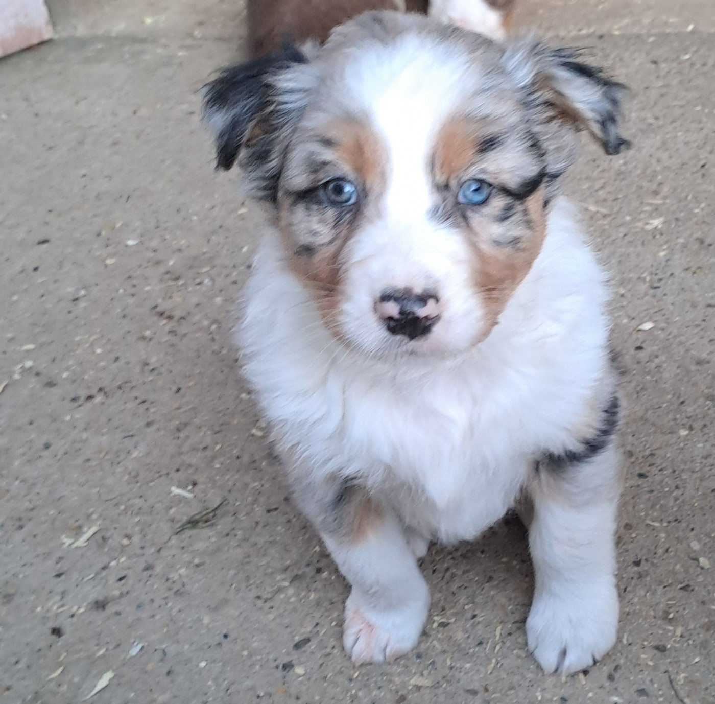 De La Pierre Du B'Ressieux - Chiots disponibles - Berger Australien