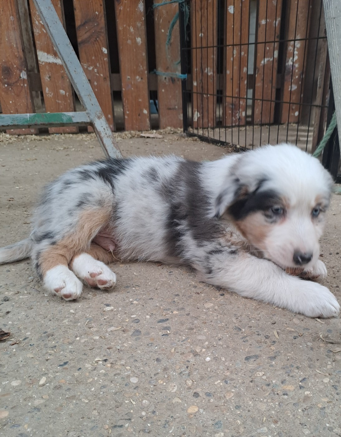 De La Pierre Du B'Ressieux - Chiots disponibles - Berger Australien