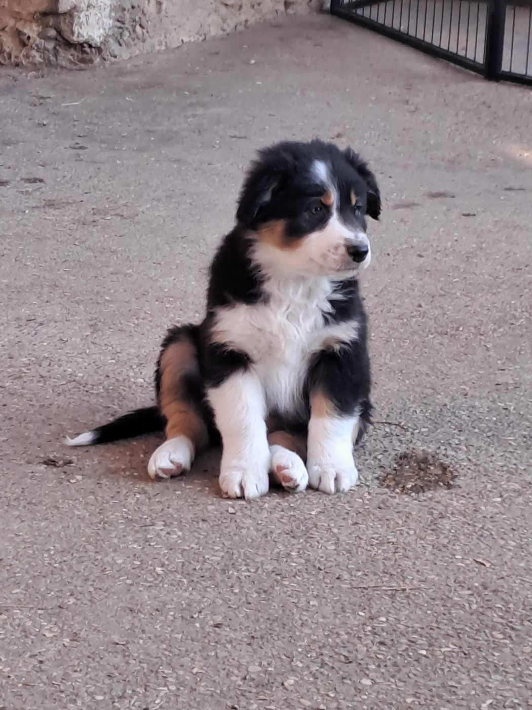 De La Pierre Du B'Ressieux - Chiots disponibles - Berger Australien