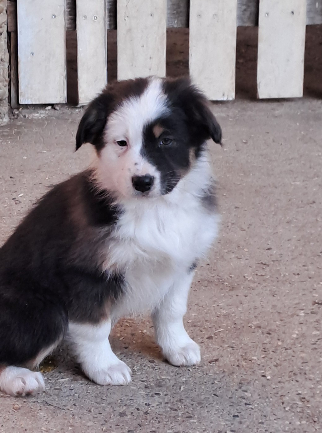 De La Pierre Du B'Ressieux - Chiots disponibles - Berger Australien