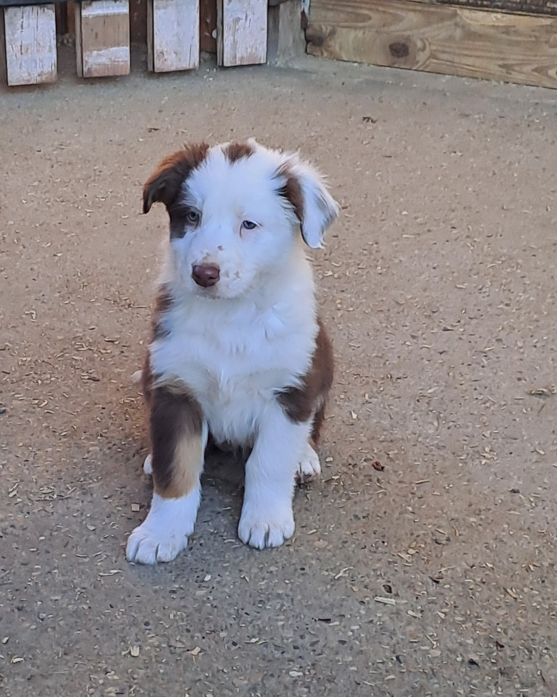 De La Pierre Du B'Ressieux - Chiots disponibles - Berger Australien