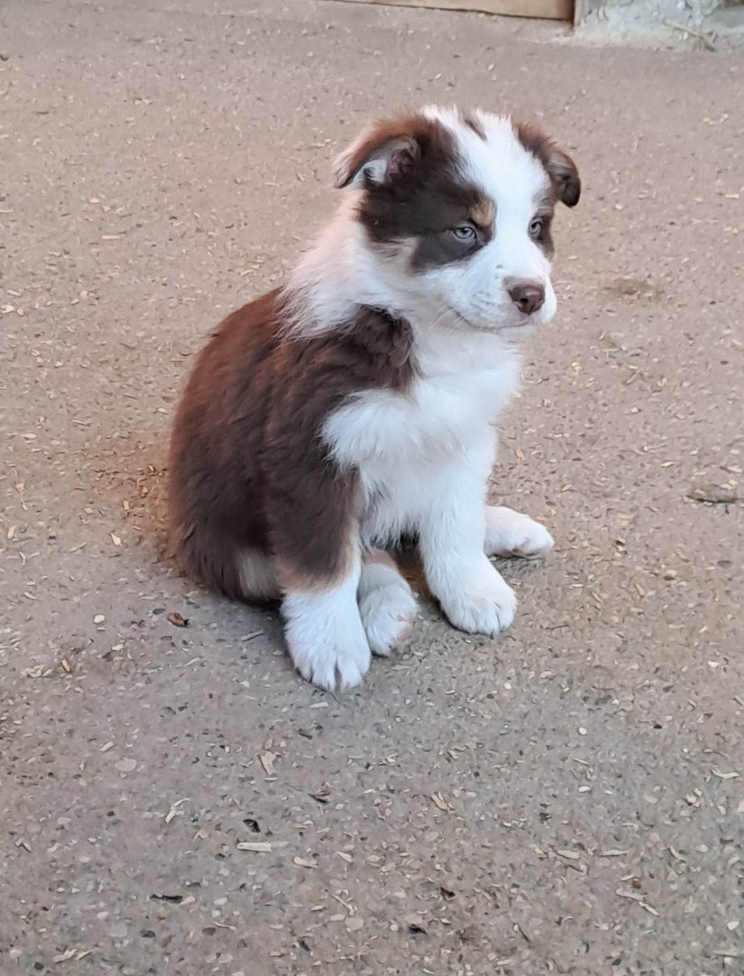 De La Pierre Du B'Ressieux - Chiots disponibles - Berger Australien