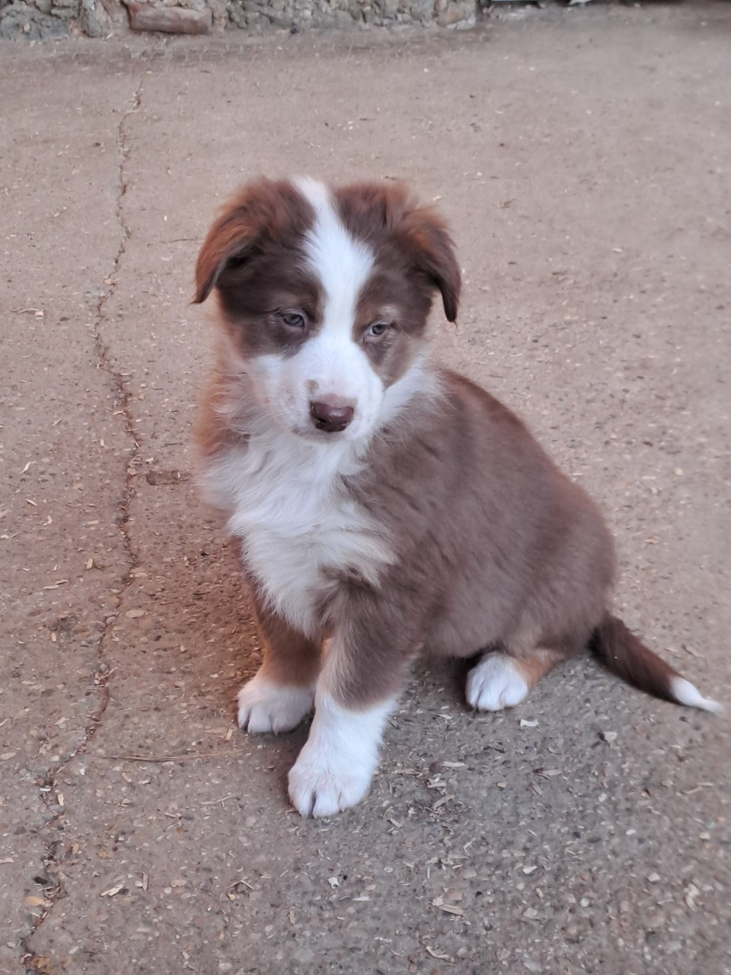 De La Pierre Du B'Ressieux - Chiots disponibles - Berger Australien