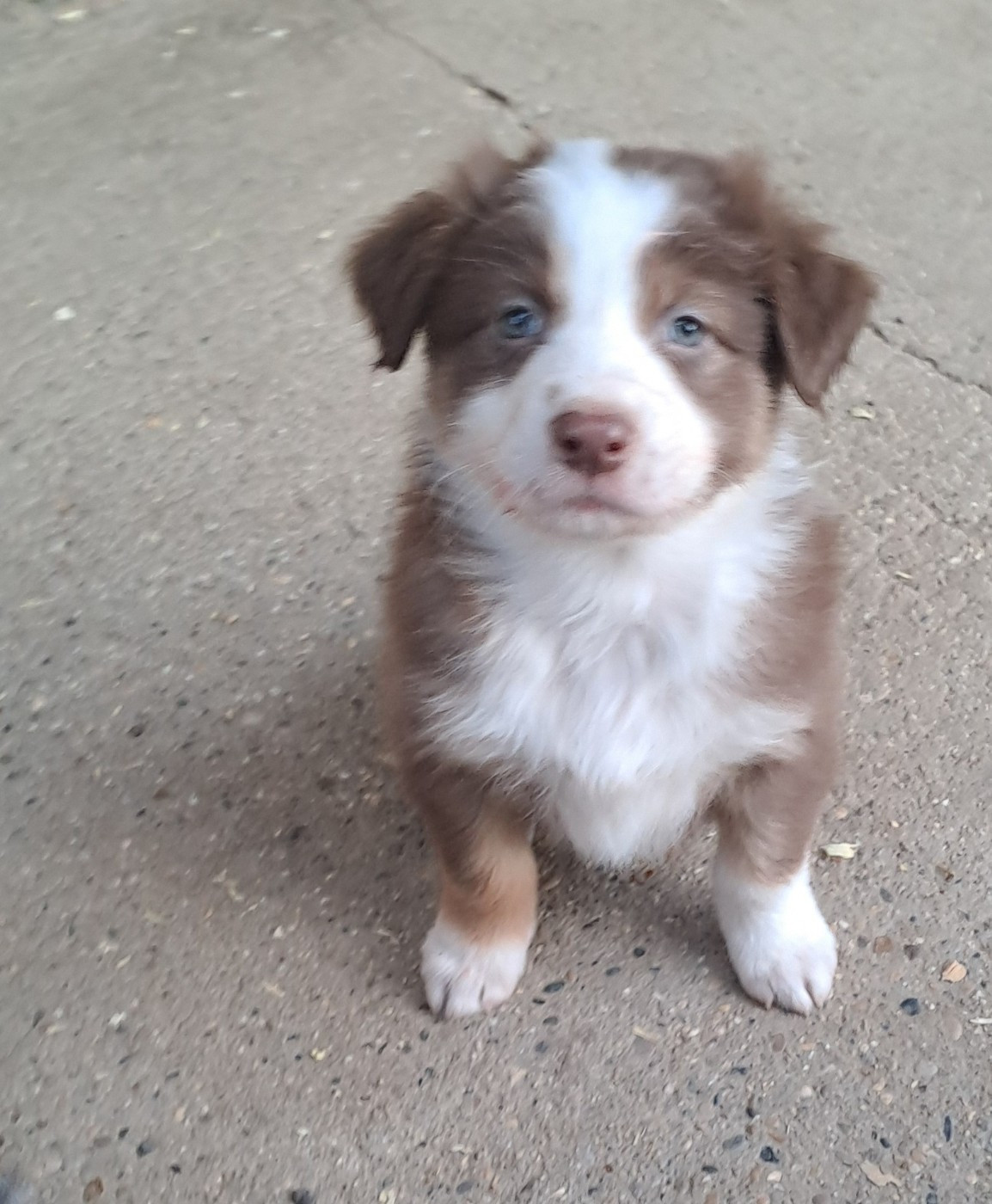 De La Pierre Du B'Ressieux - Chiots disponibles - Berger Australien