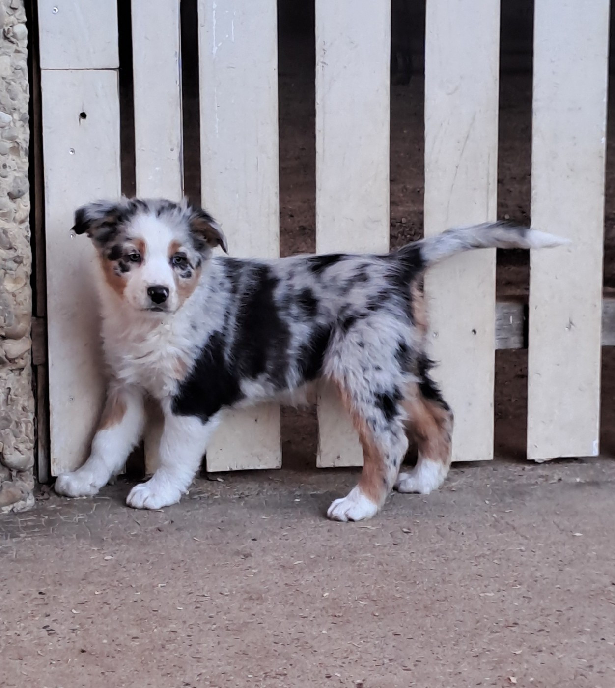 De La Pierre Du B'Ressieux - Chiots disponibles - Berger Australien