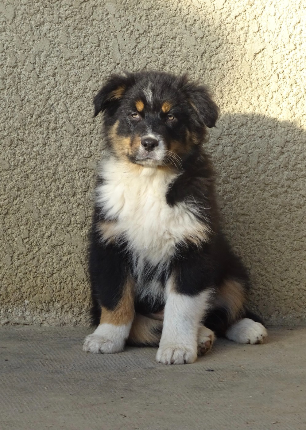 De La Pierre Du B'Ressieux - Chiots disponibles - Berger Australien
