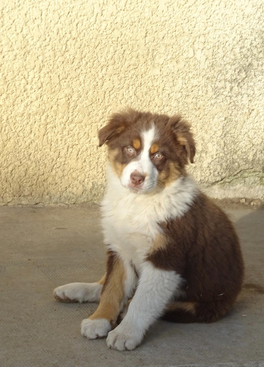 De La Pierre Du B'Ressieux - Chiots disponibles - Berger Australien