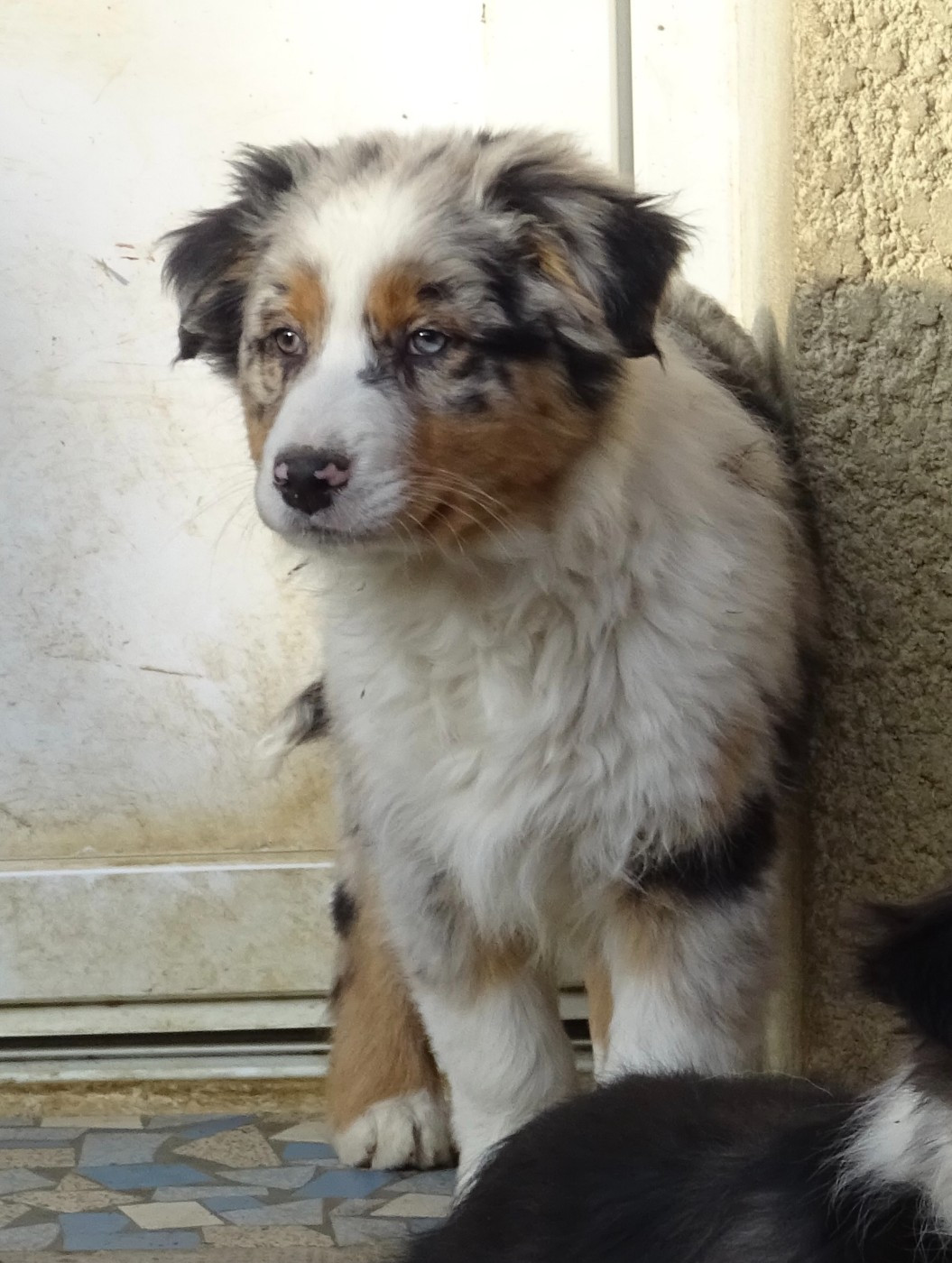 De La Pierre Du B'Ressieux - Chiots disponibles - Berger Australien