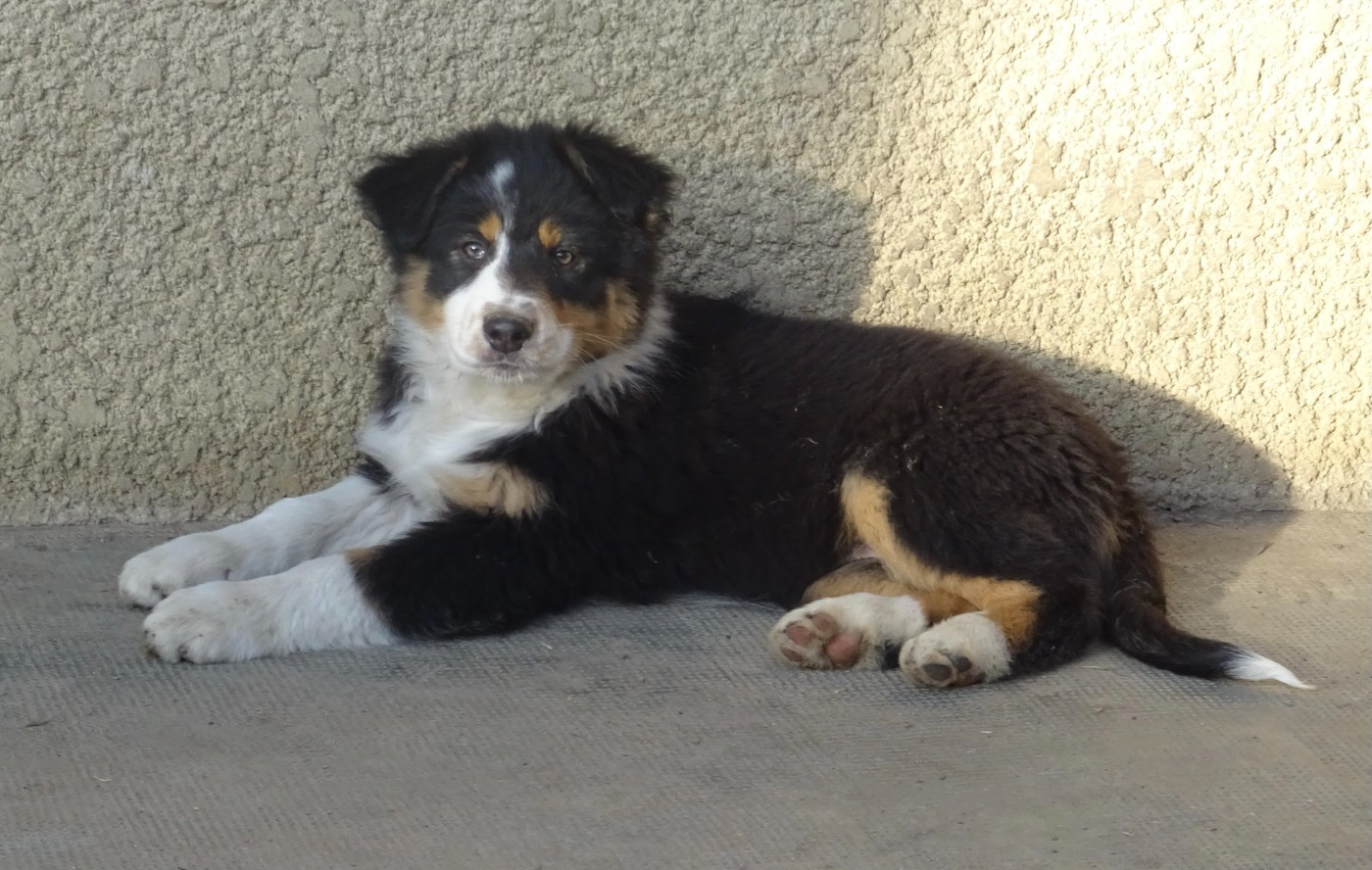 De La Pierre Du B'Ressieux - Chiots disponibles - Berger Australien