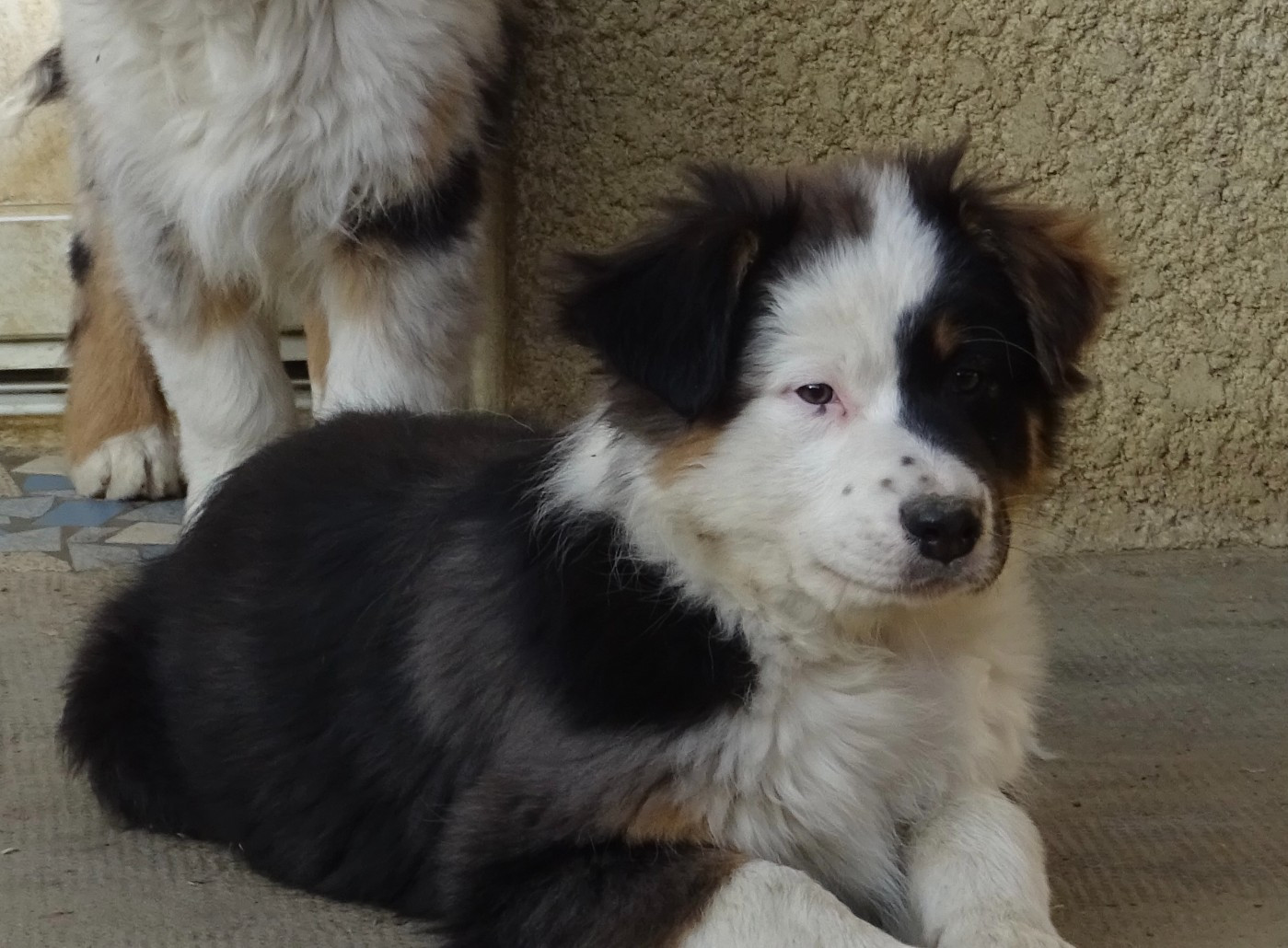 De La Pierre Du B'Ressieux - Chiots disponibles - Berger Australien