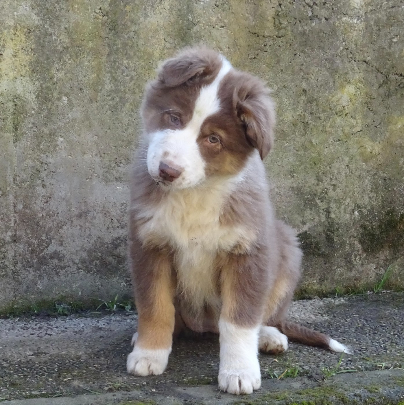 De La Pierre Du B'Ressieux - Chiots disponibles - Berger Australien