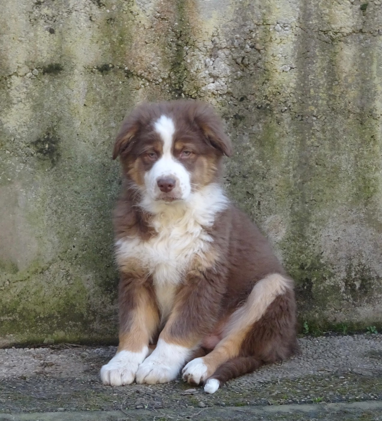 De La Pierre Du B'Ressieux - Chiots disponibles - Berger Australien