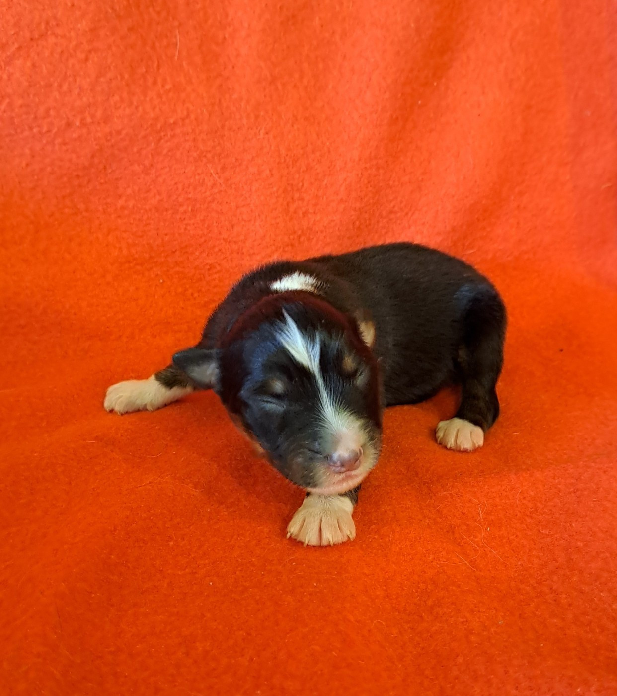 De La Pierre Du B'Ressieux - Chiots disponibles - Berger Australien