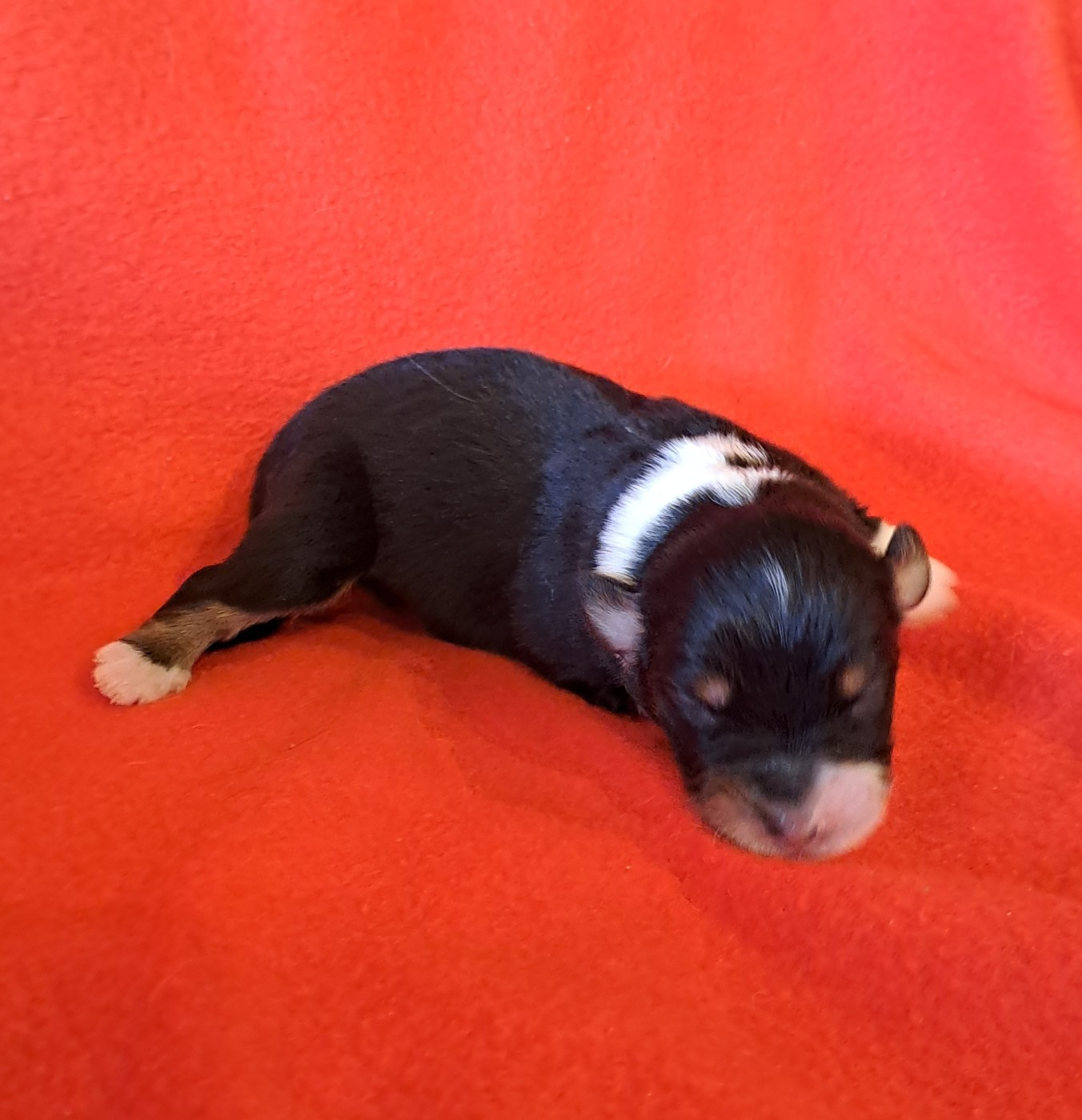 De La Pierre Du B'Ressieux - Chiots disponibles - Berger Australien