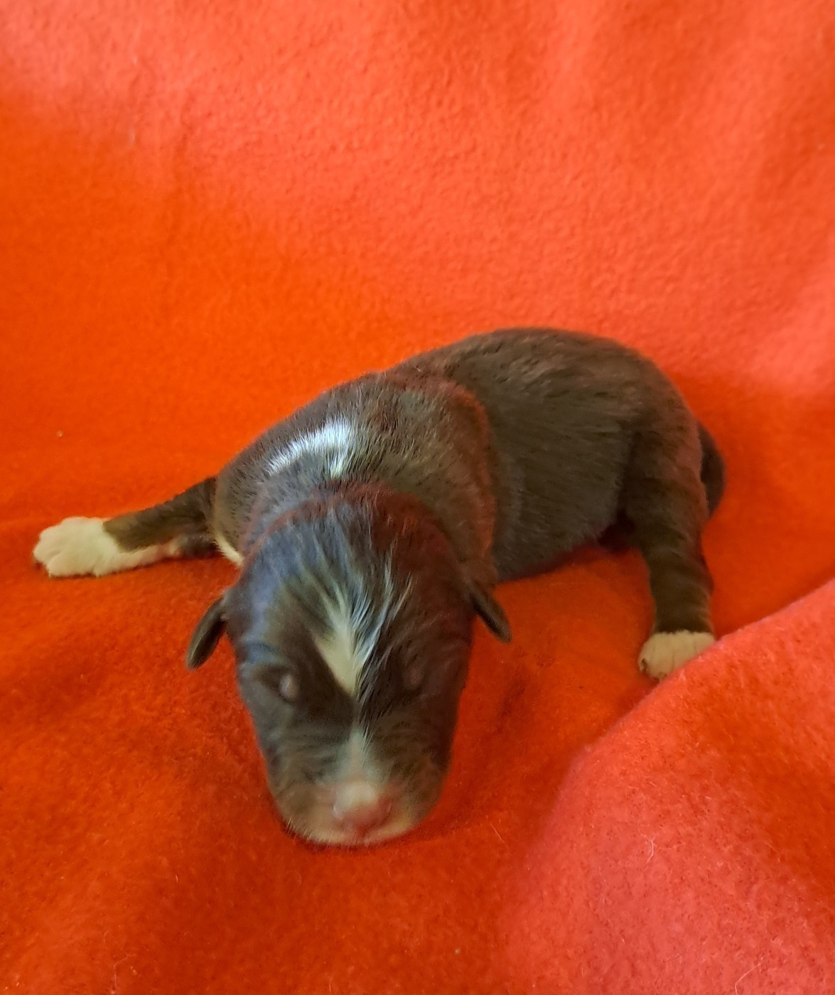 De La Pierre Du B'Ressieux - Chiots disponibles - Berger Australien