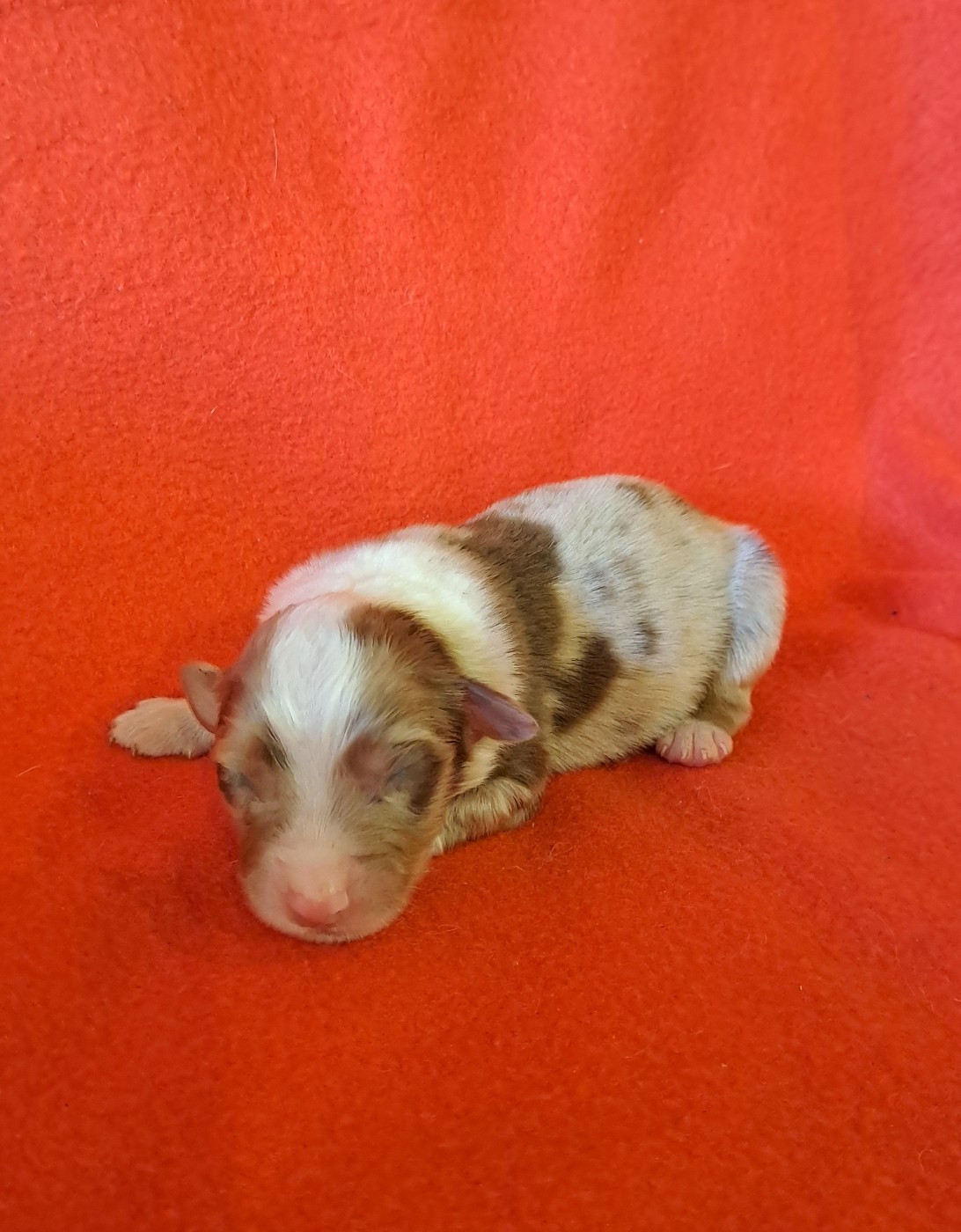 De La Pierre Du B'Ressieux - Chiots disponibles - Berger Australien