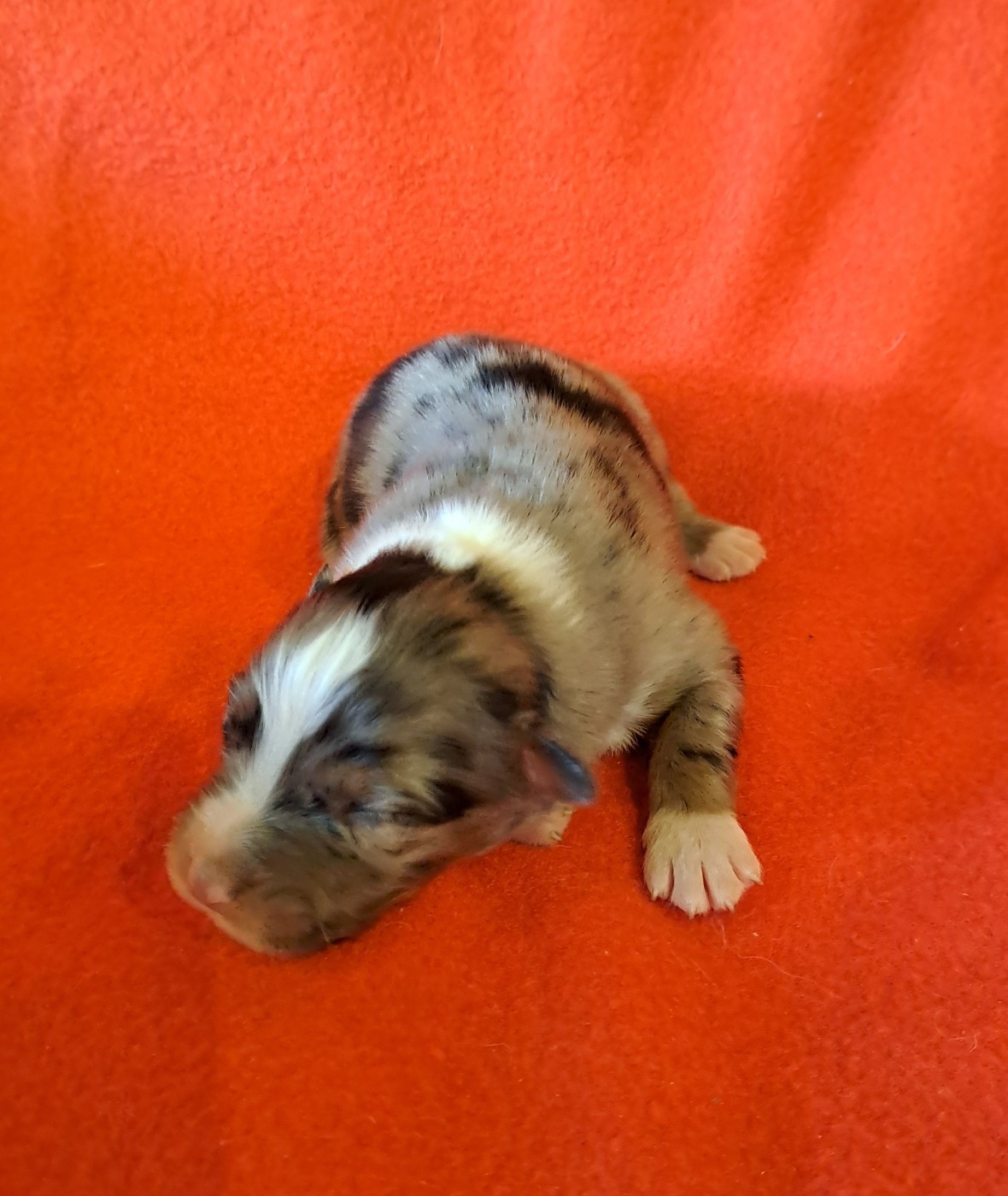 De La Pierre Du B'Ressieux - Chiots disponibles - Berger Australien