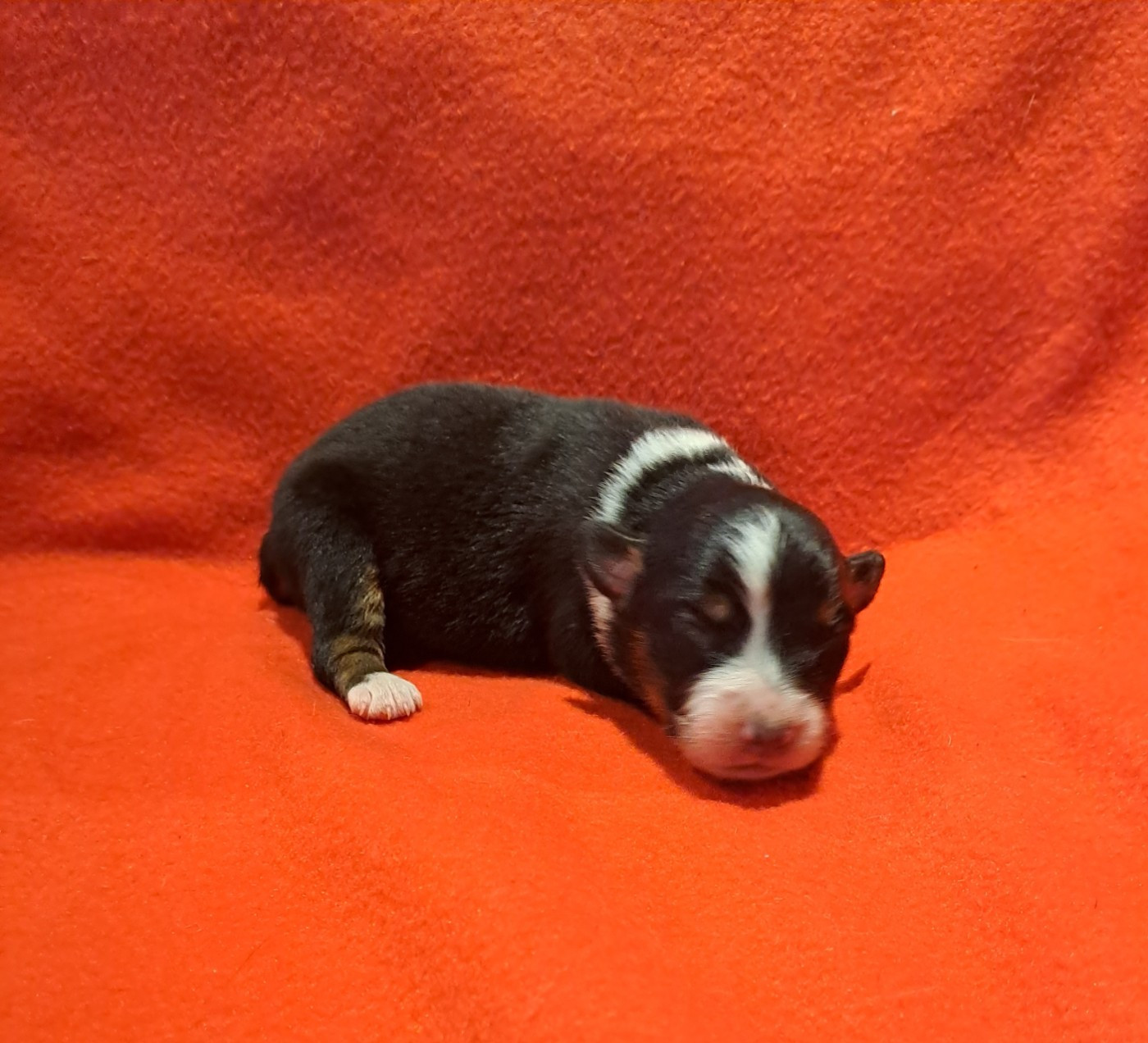 De La Pierre Du B'Ressieux - Chiots disponibles - Berger Australien
