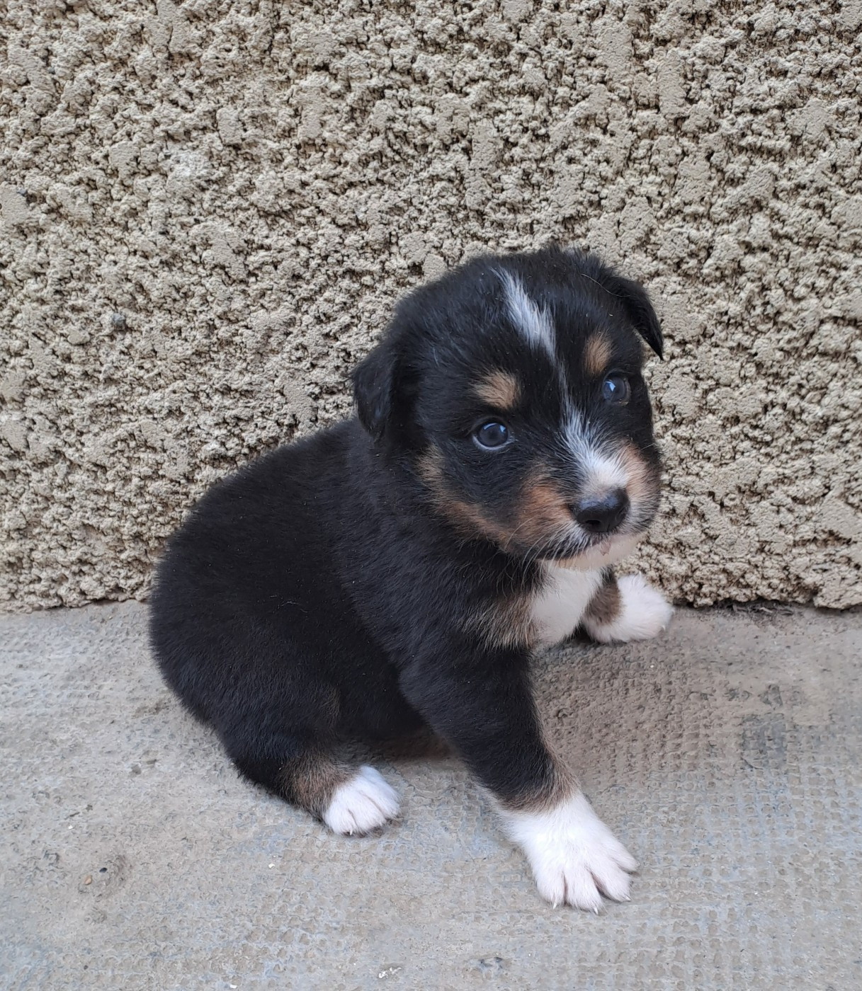 De La Pierre Du B'Ressieux - Chiots disponibles - Berger Australien