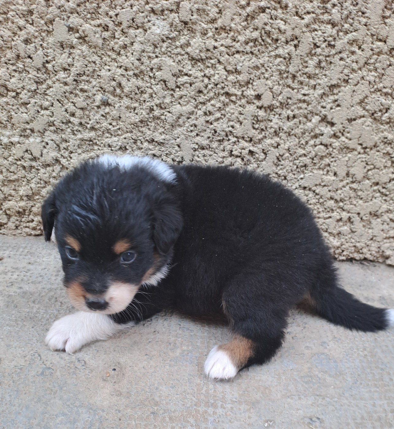 De La Pierre Du B'Ressieux - Chiots disponibles - Berger Australien