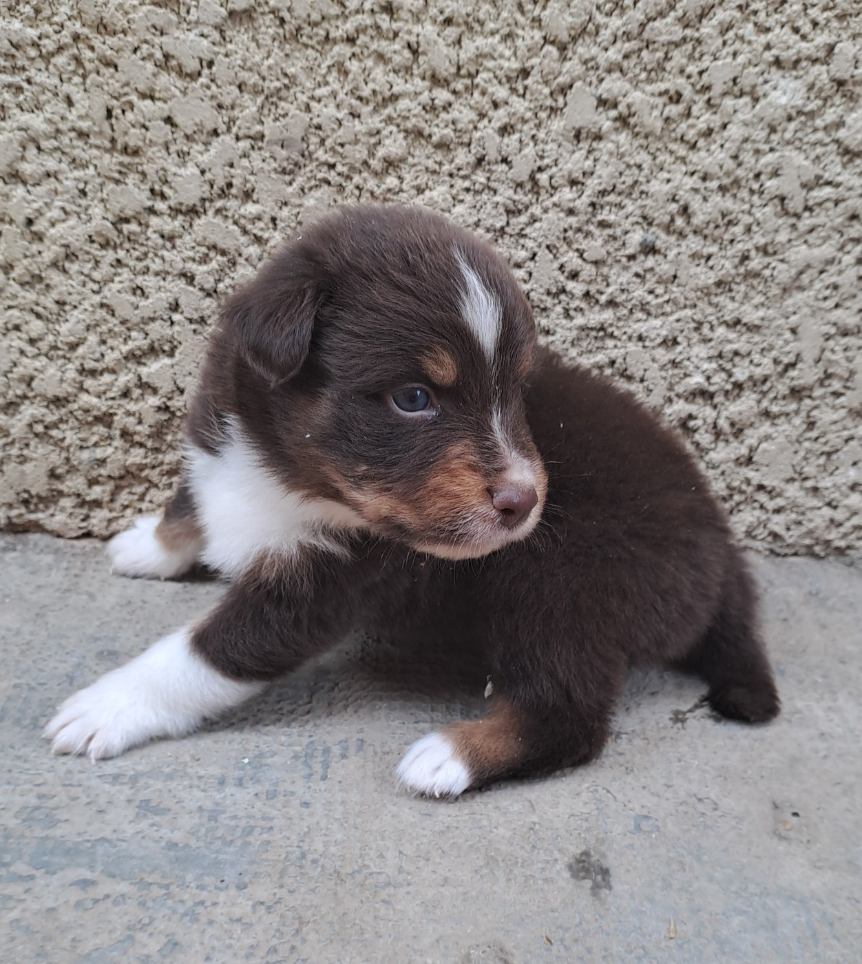 De La Pierre Du B'Ressieux - Chiots disponibles - Berger Australien