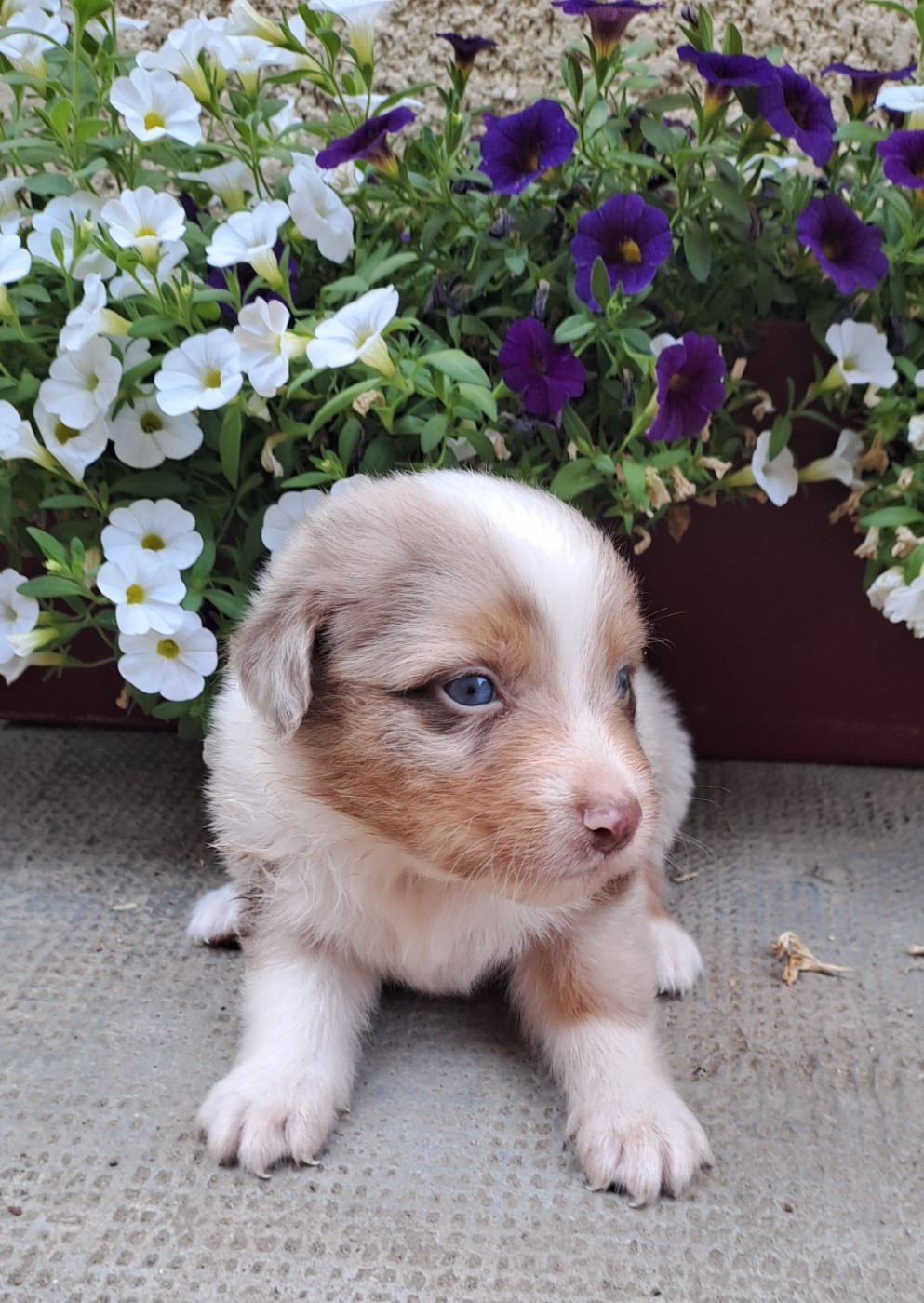 De La Pierre Du B'Ressieux - Chiots disponibles - Berger Australien