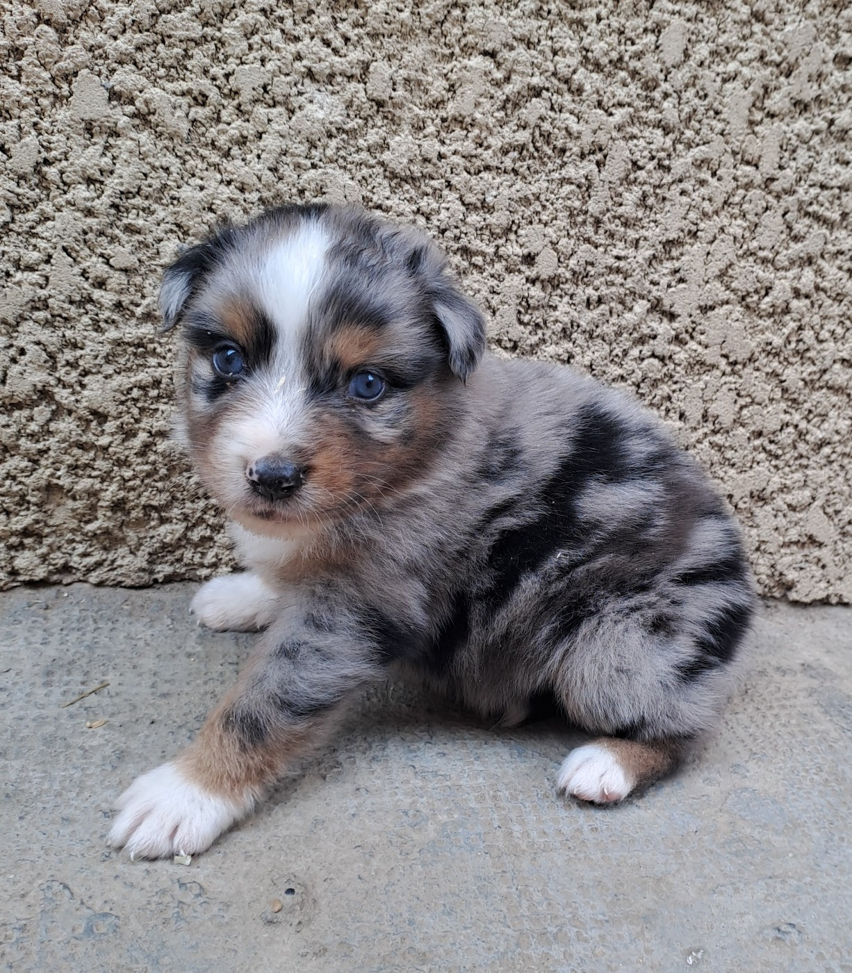De La Pierre Du B'Ressieux - Chiots disponibles - Berger Australien