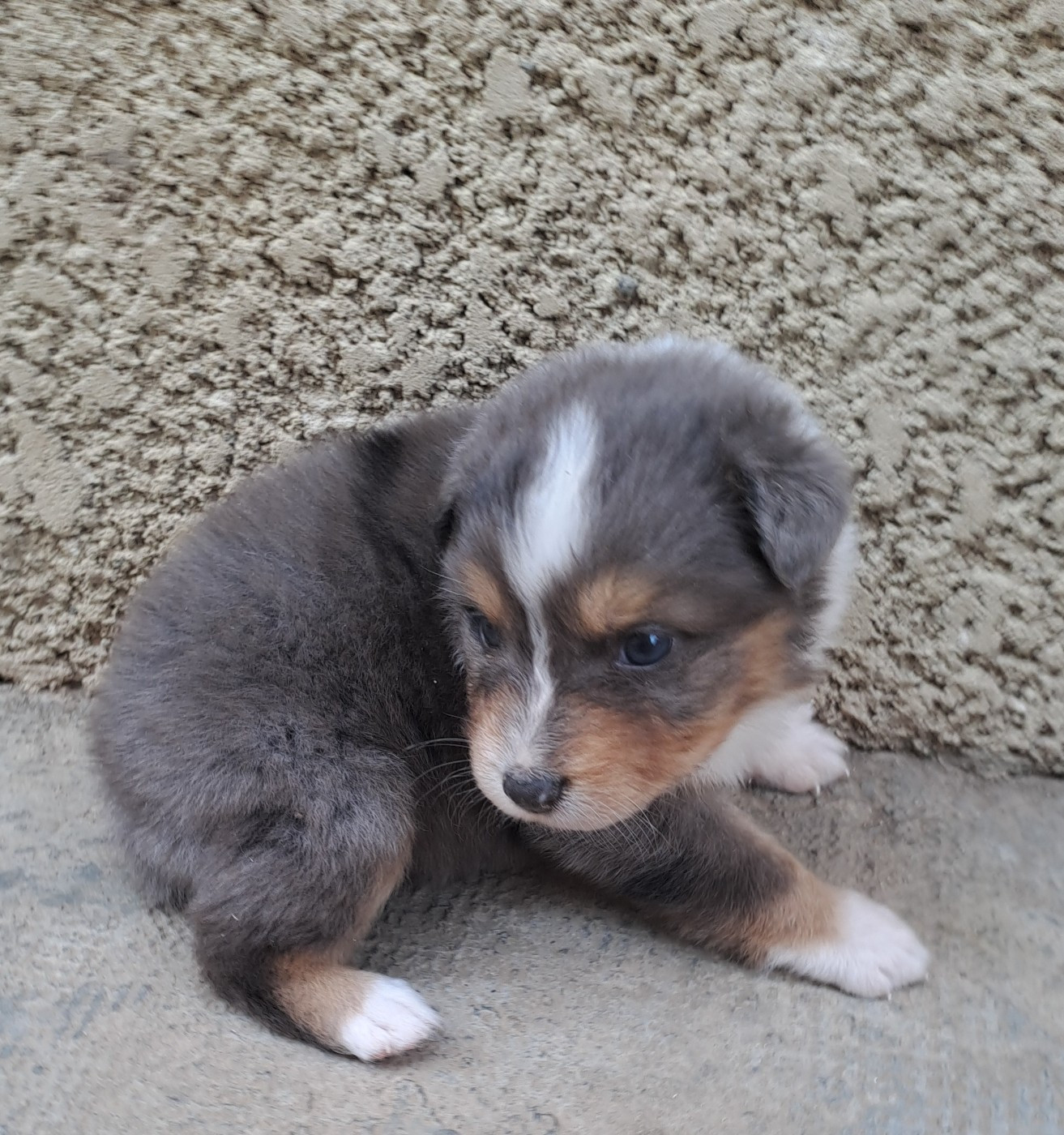 De La Pierre Du B'Ressieux - Chiots disponibles - Berger Australien
