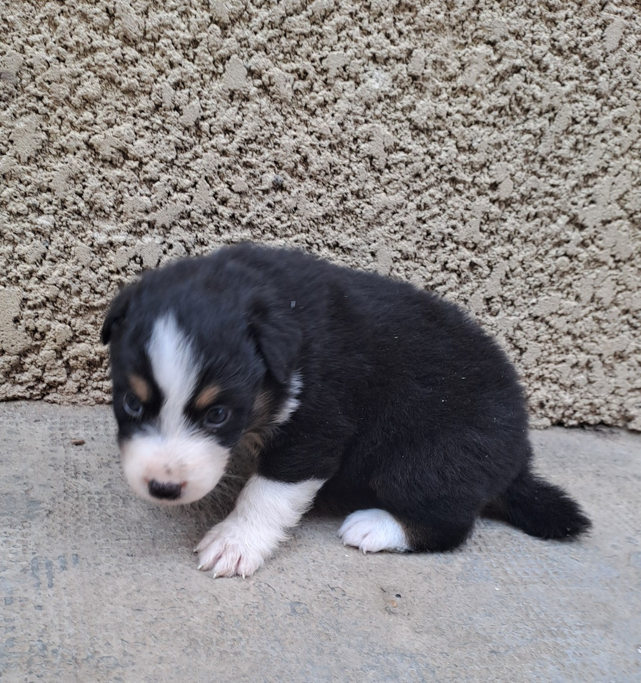 De La Pierre Du B'Ressieux - Chiots disponibles - Berger Australien