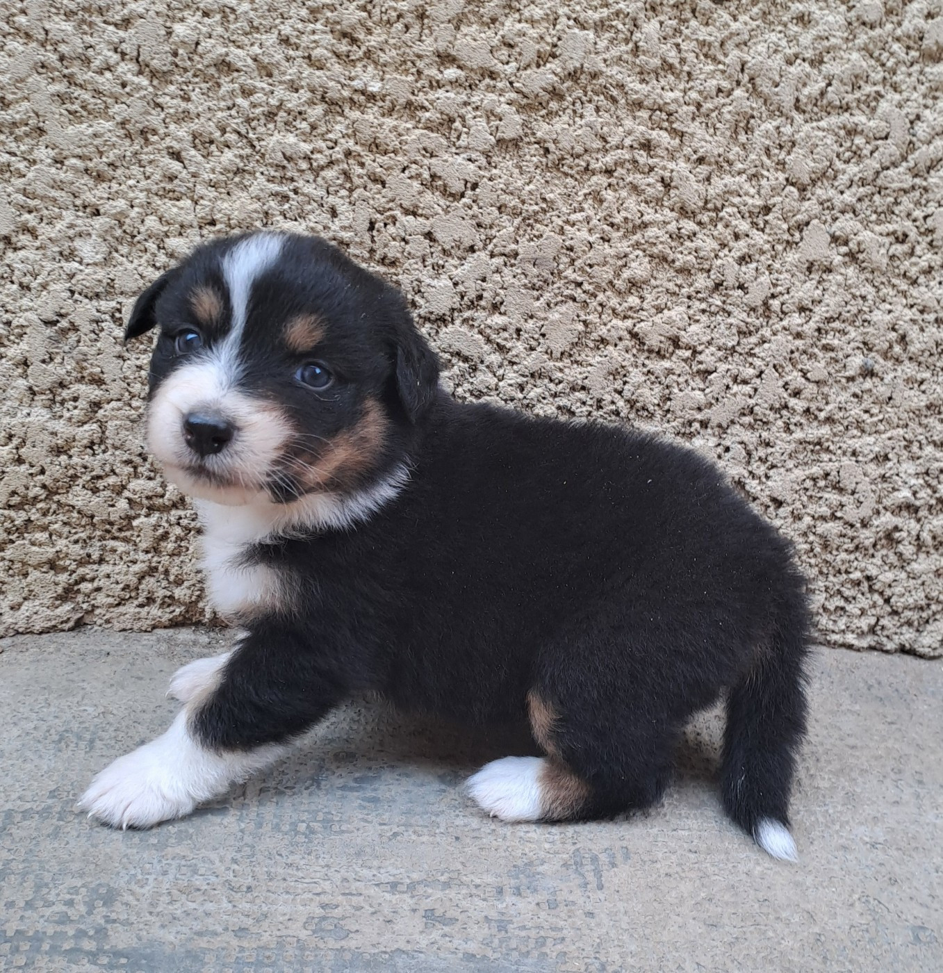 De La Pierre Du B'Ressieux - Chiots disponibles - Berger Australien
