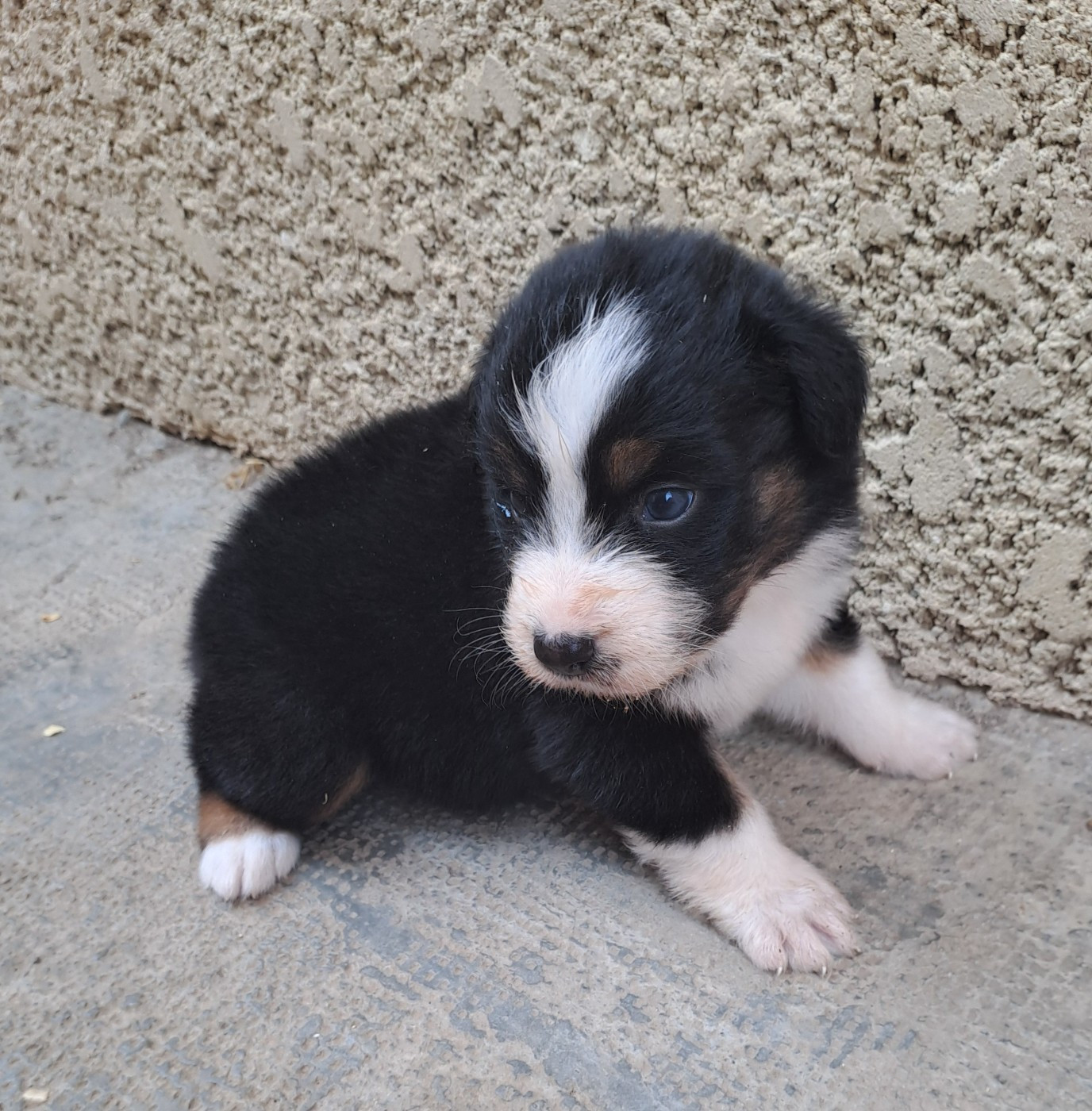 De La Pierre Du B'Ressieux - Chiots disponibles - Berger Australien