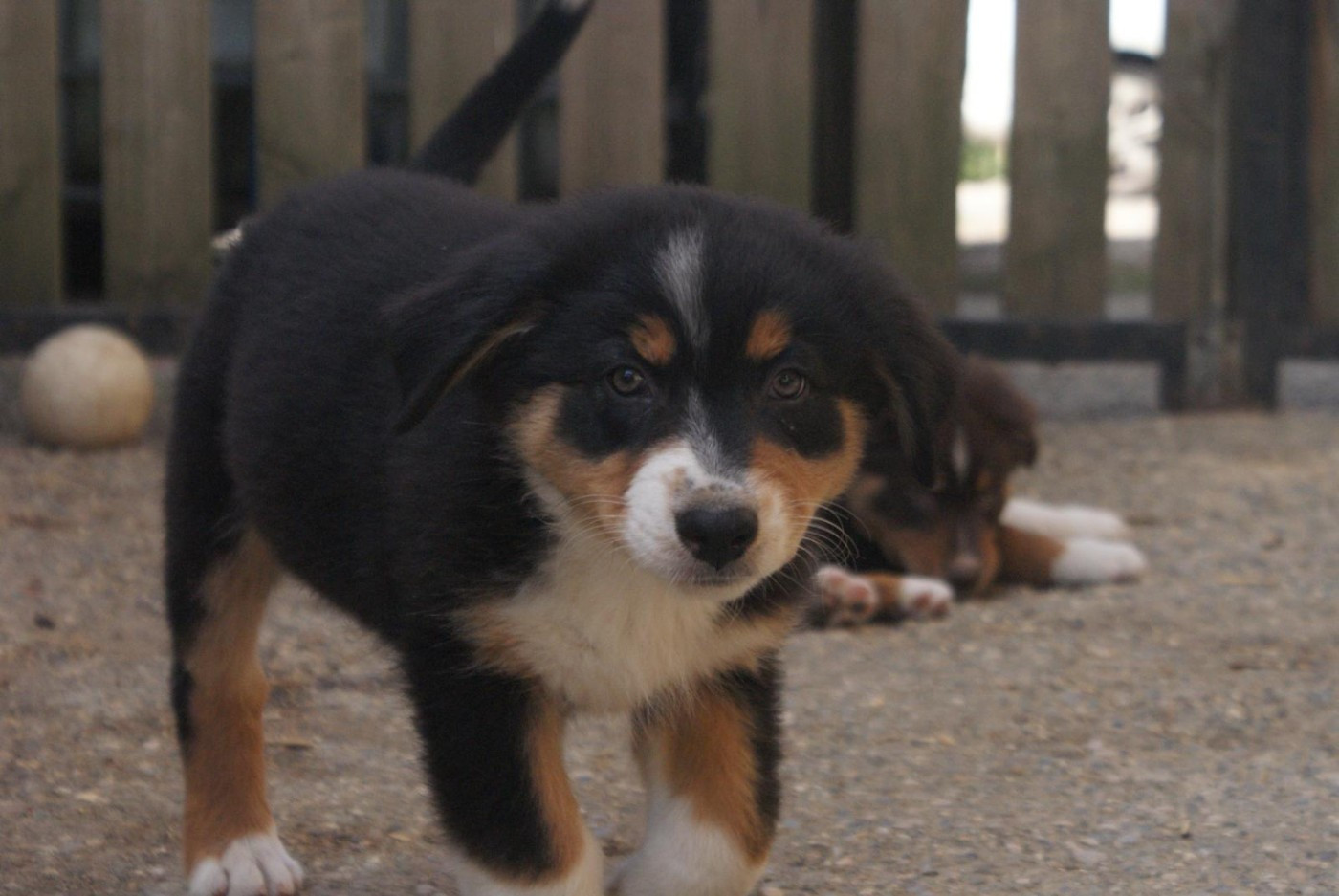 De La Pierre Du B'Ressieux - Chiots disponibles - Berger Australien