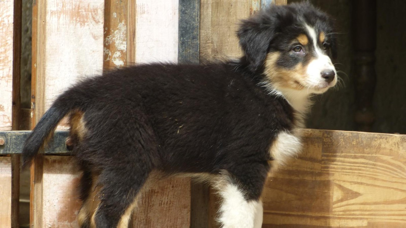 De La Pierre Du B'Ressieux - Chiots disponibles - Berger Australien