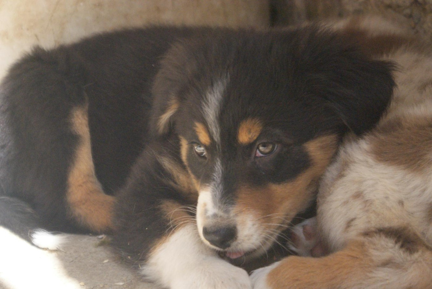 De La Pierre Du B'Ressieux - Chiots disponibles - Berger Australien
