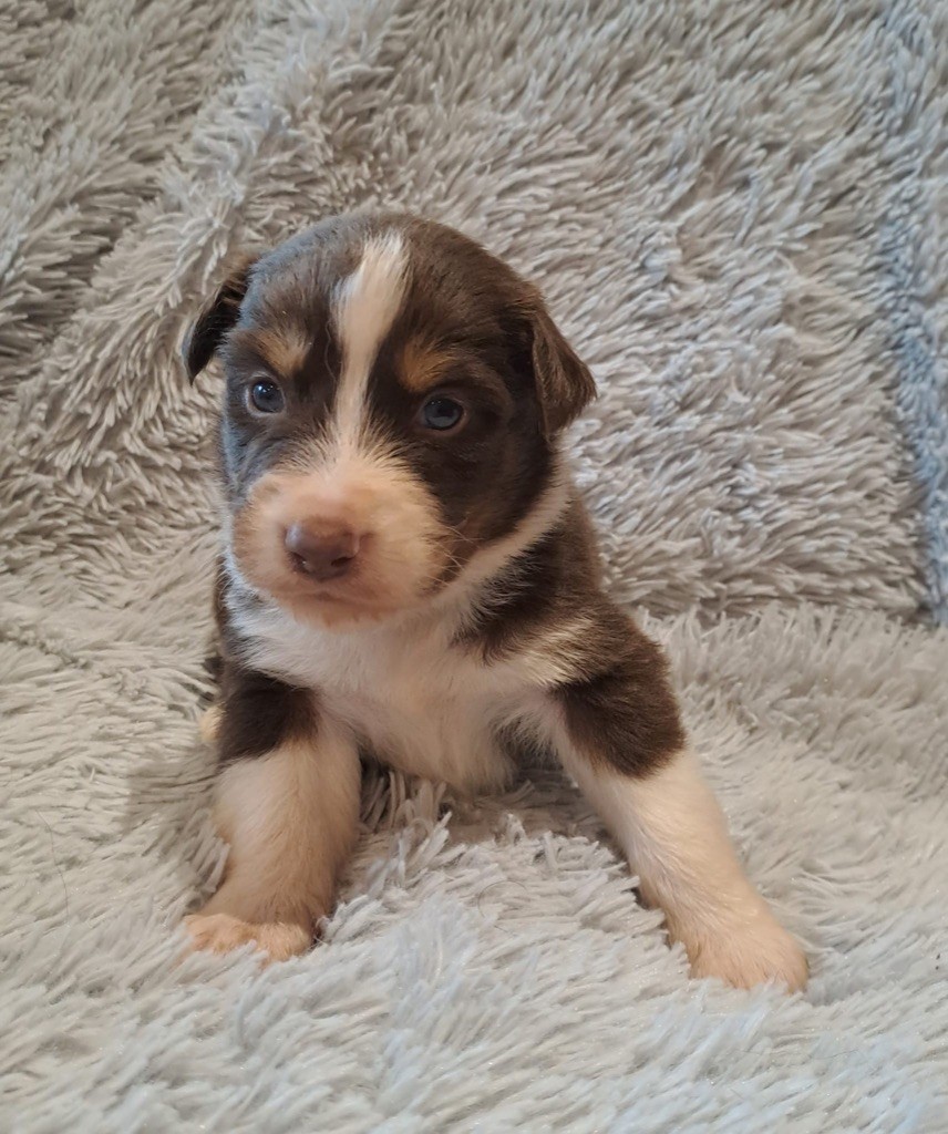 De La Pierre Du B'Ressieux - Chiots disponibles - Berger Australien