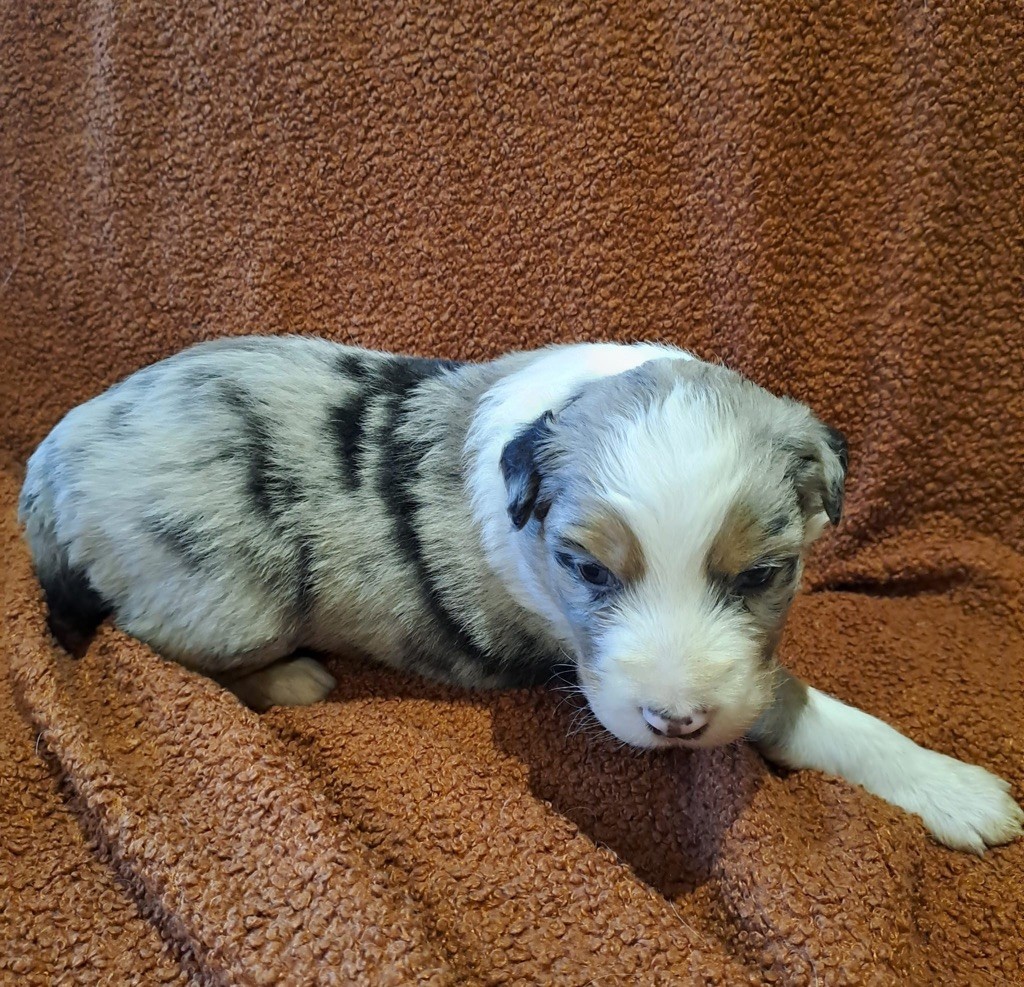 De La Pierre Du B'Ressieux - Chiots disponibles - Berger Australien