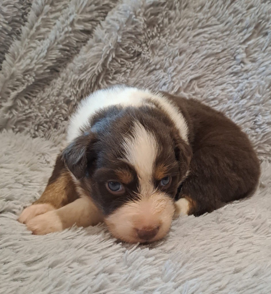 De La Pierre Du B'Ressieux - Chiots disponibles - Berger Australien