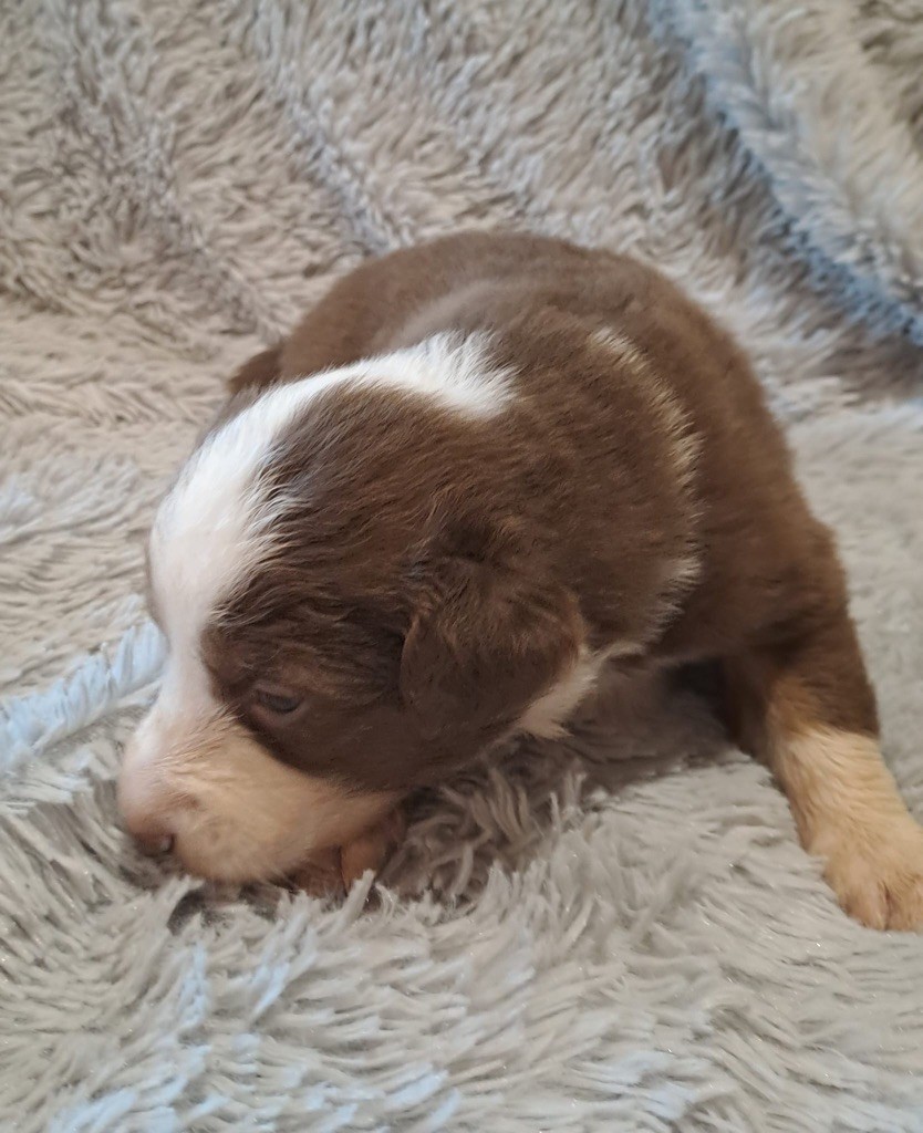 De La Pierre Du B'Ressieux - Chiots disponibles - Berger Australien