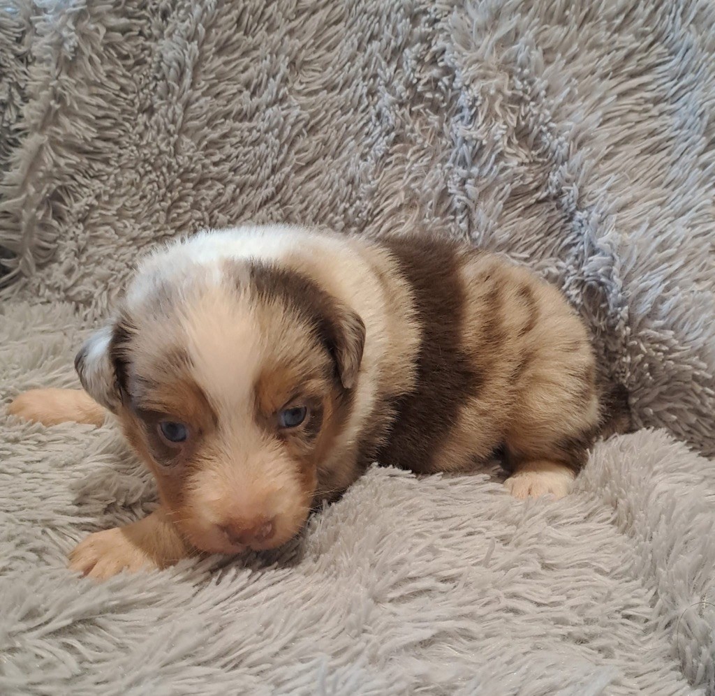 De La Pierre Du B'Ressieux - Chiots disponibles - Berger Australien
