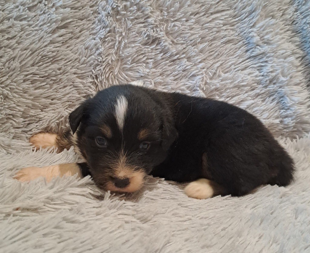 De La Pierre Du B'Ressieux - Chiots disponibles - Berger Australien