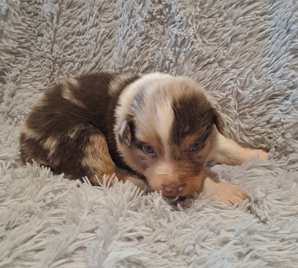 De La Pierre Du B'Ressieux - Chiots disponibles - Berger Australien