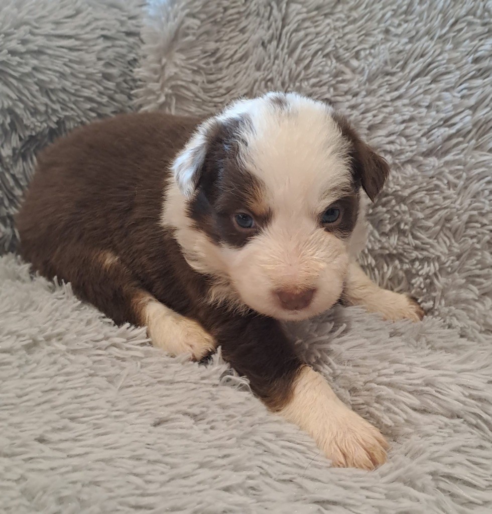De La Pierre Du B'Ressieux - Chiots disponibles - Berger Australien