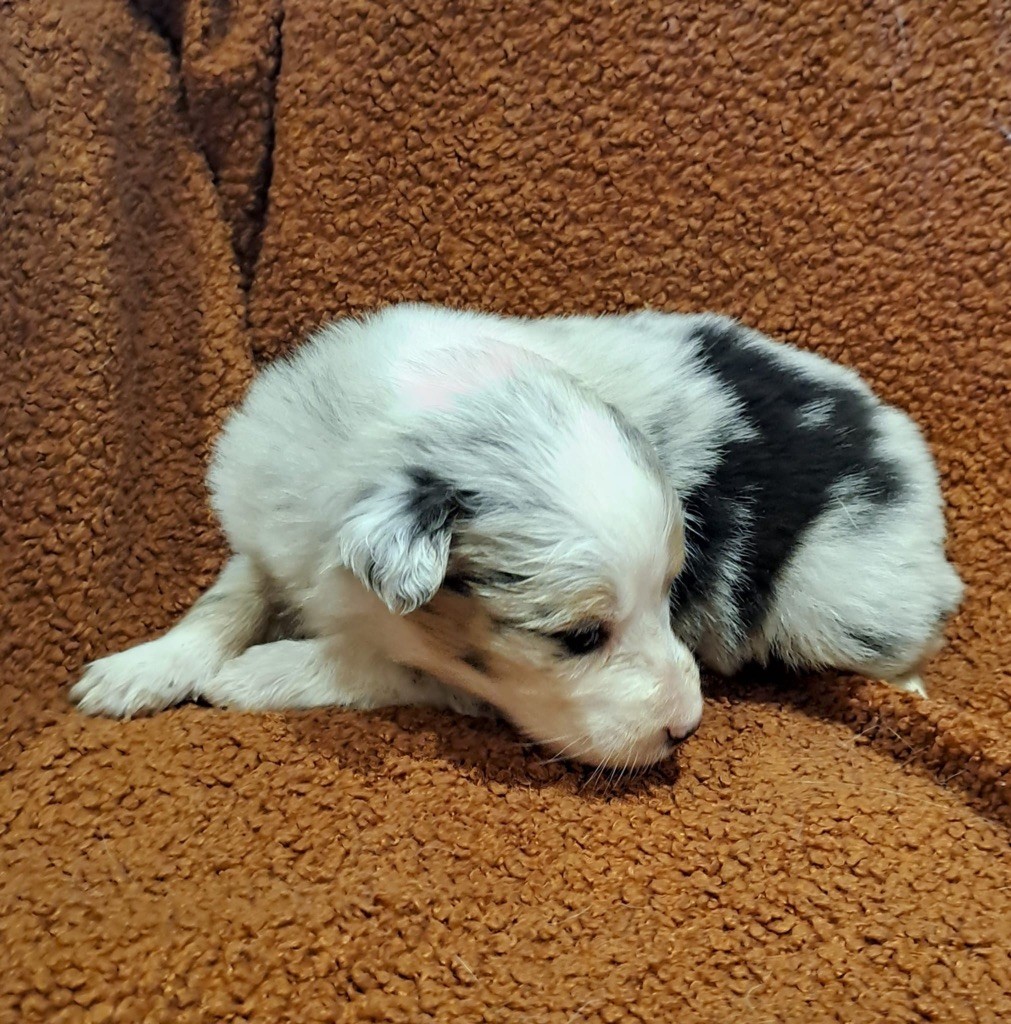 De La Pierre Du B'Ressieux - Chiots disponibles - Berger Australien